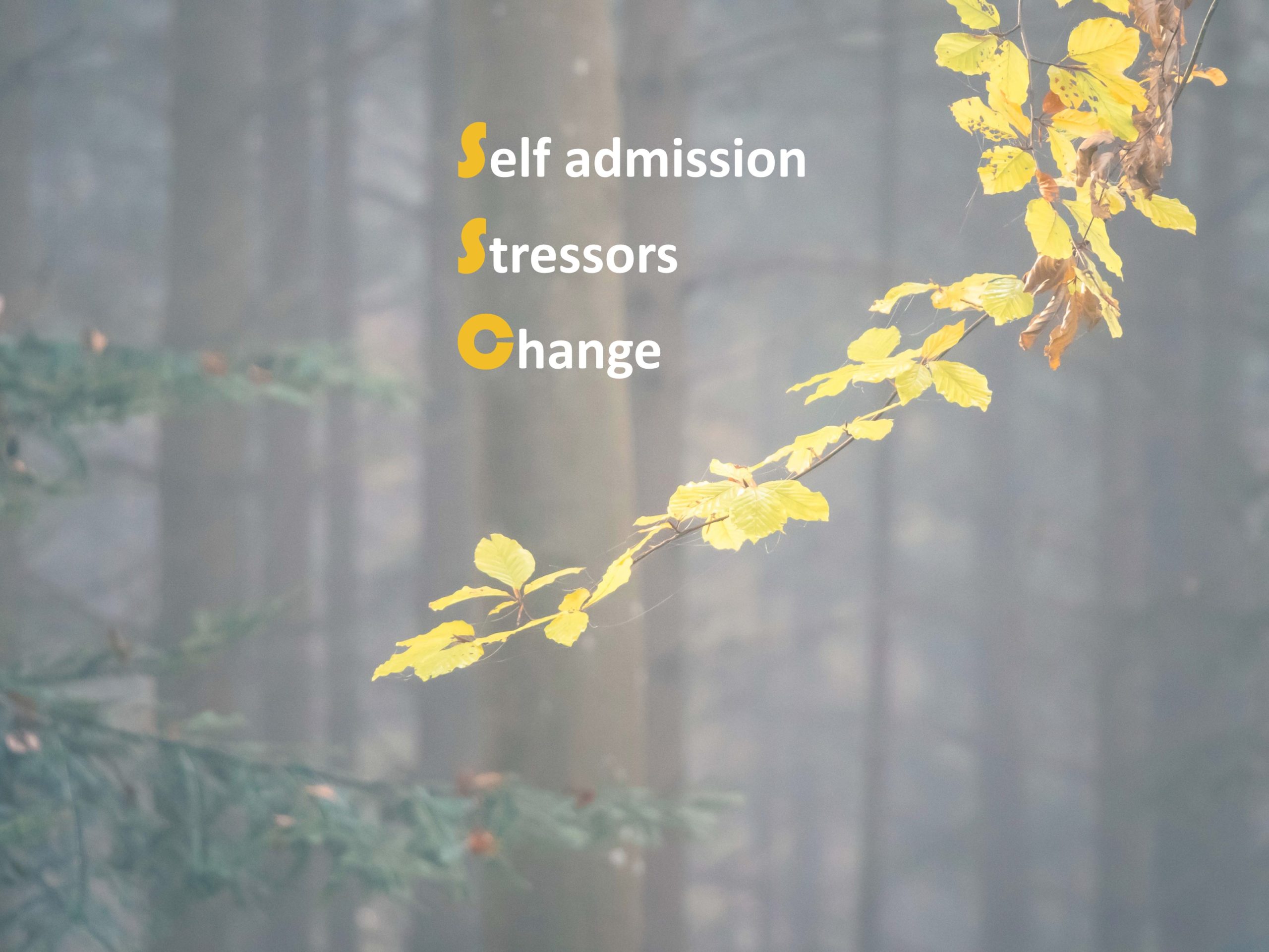 Forest background with an autumn branch in the foreground and the 3 words: self admission, stressors and change